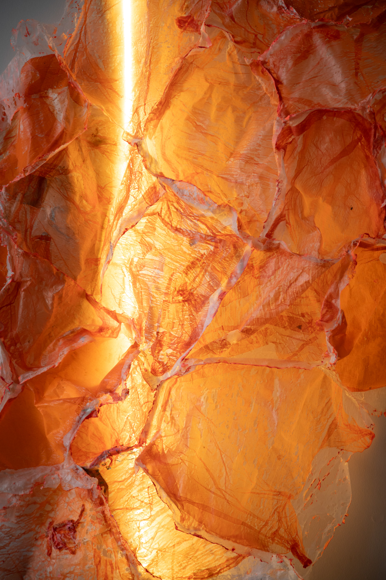 Cúrcuma, detalle 2